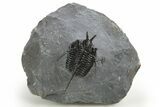 Devil Horned Cyphaspis Walteri Trilobite - Mrakib, Morocco #312382-3